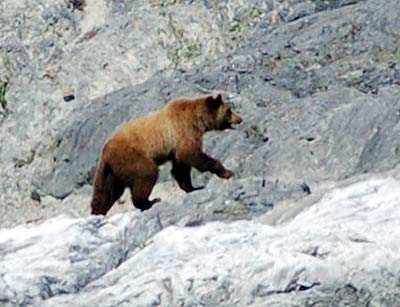 Brown and Black Bears - click for more photos