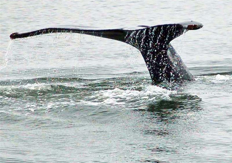 Click for more pictures of whales